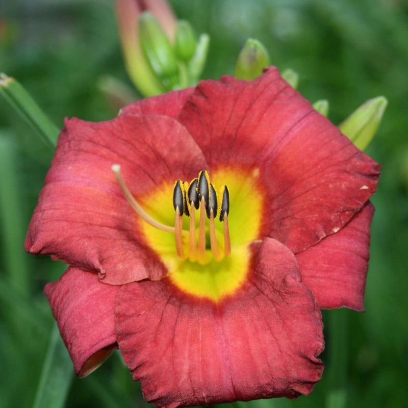 DAYLILY Jamaica Sunrise GD #1