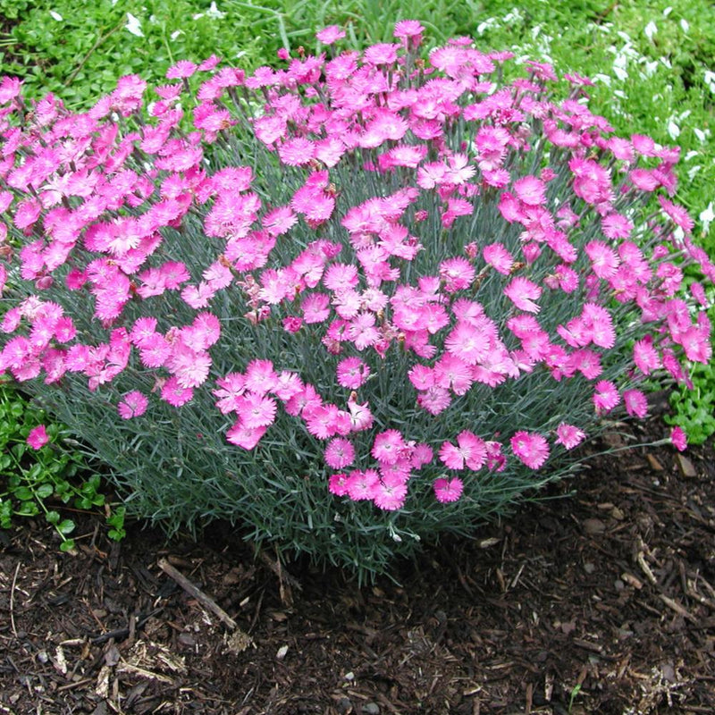 DIANTHUS Firewitch #1