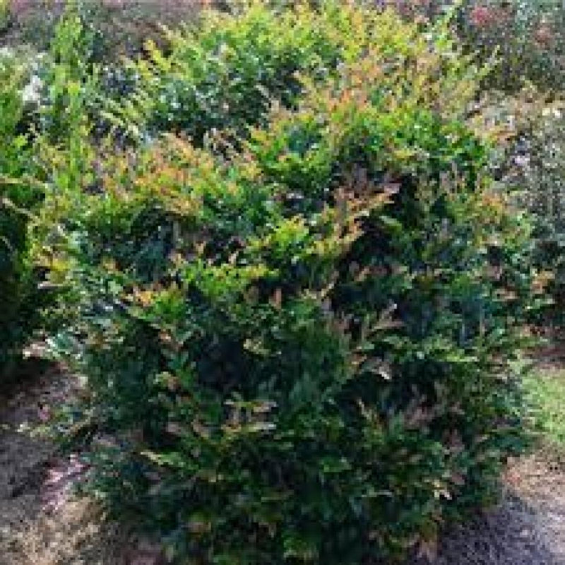 DISTYLIUM Linebacker #15 FE #15