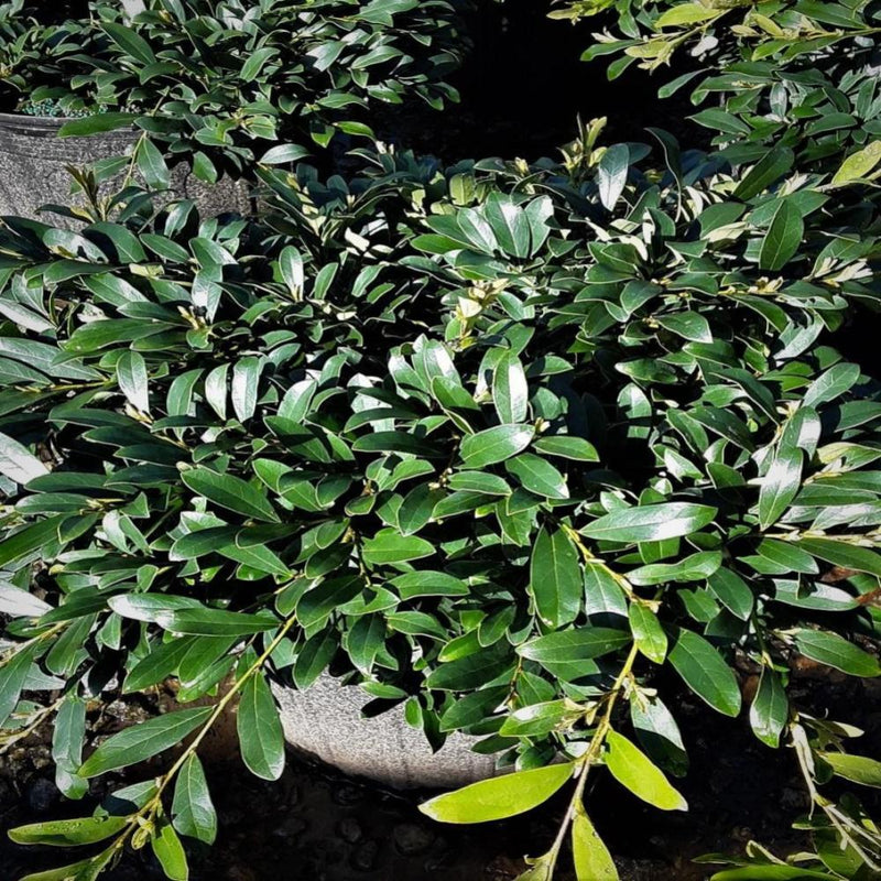 DISTYLIUM Swing Low #3