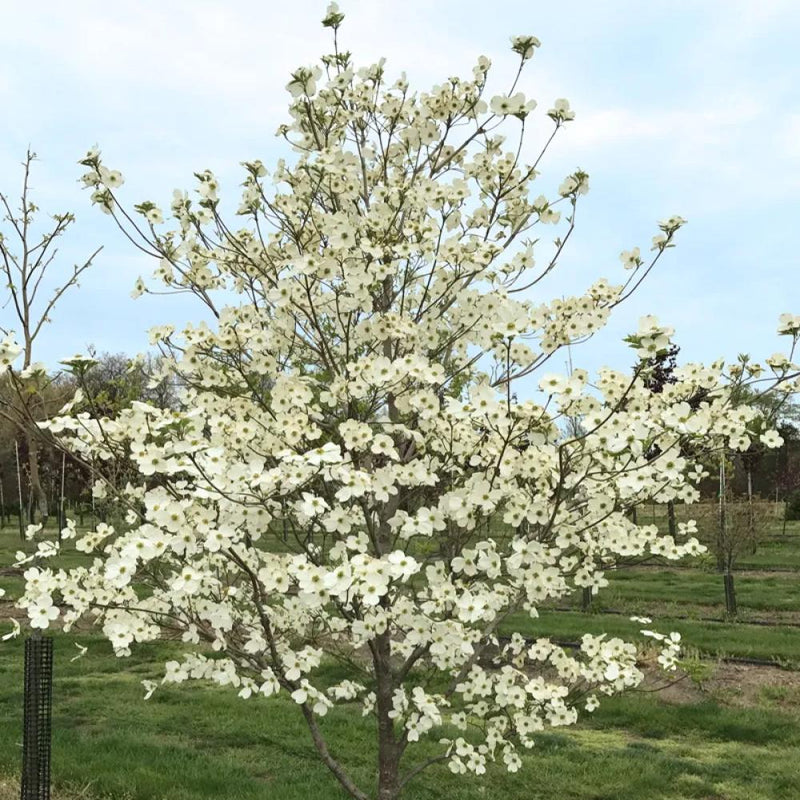 Princess Dogwood #5 White Blooms