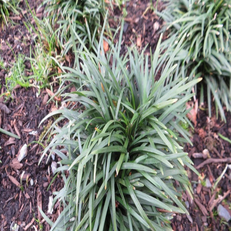 OPHIOPOGON Dwarf Mondo Grass #1