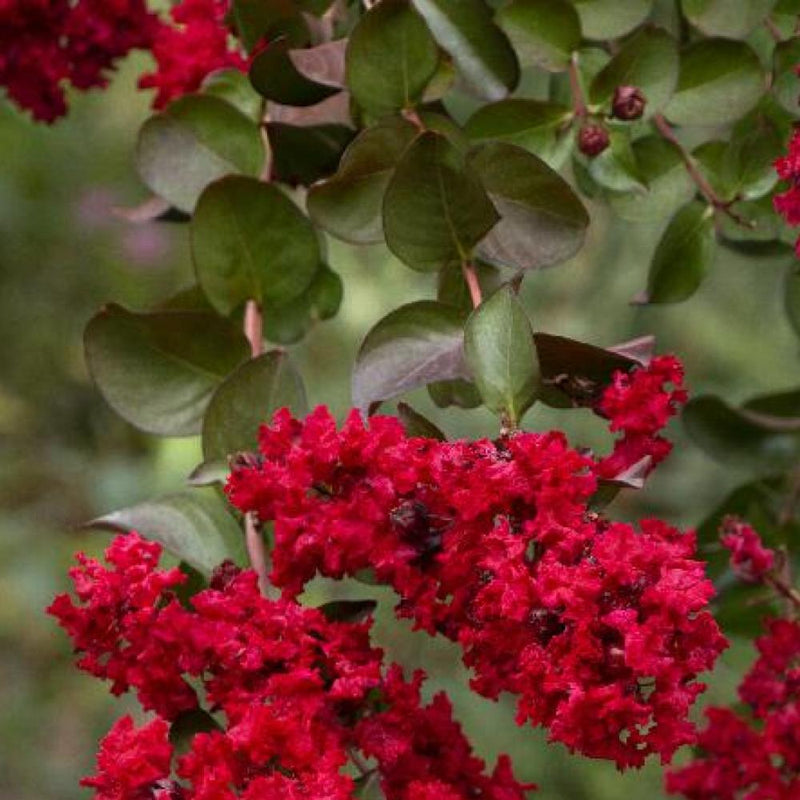 Crape Myrtle Dynamite #15