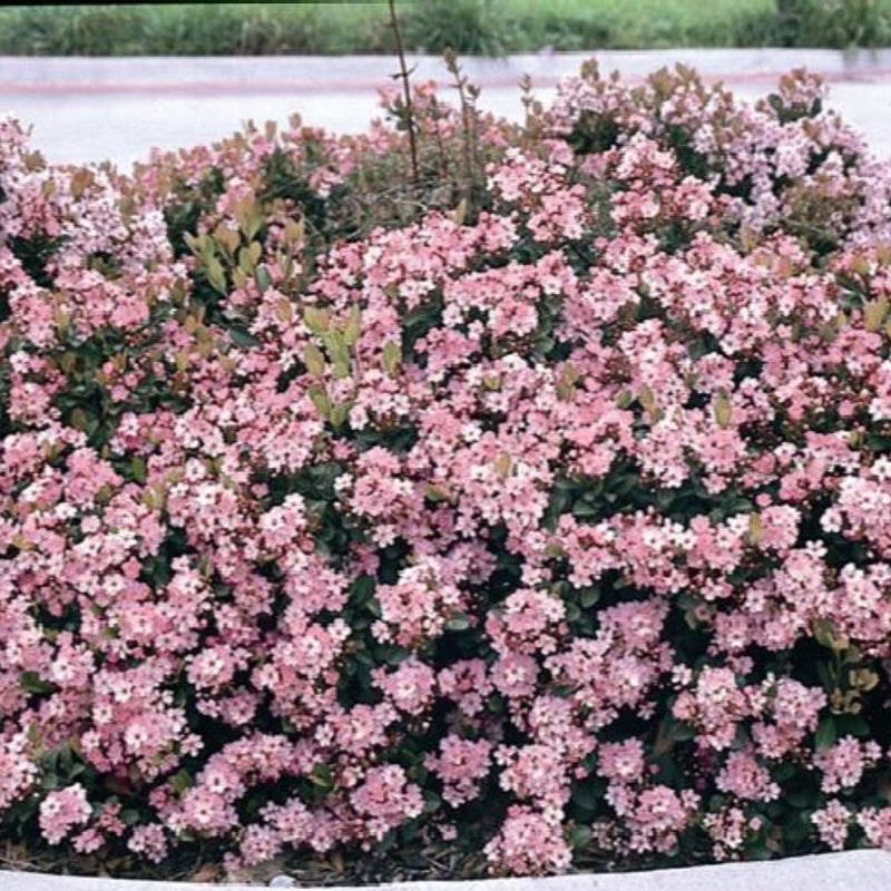 INDIAN HAWTHORN Eleanor Taber #3