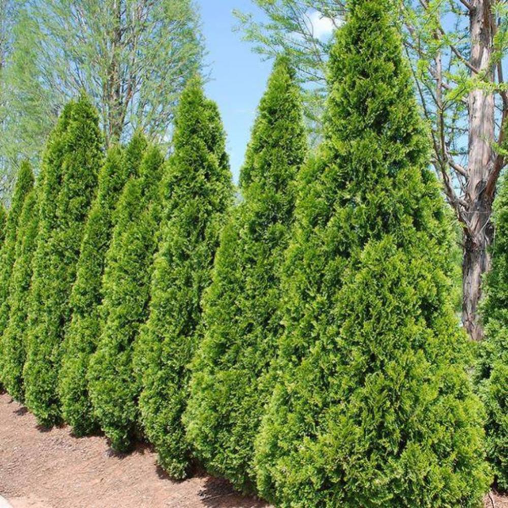 THUJA Emerald Green #7 — Master Landscape Supply