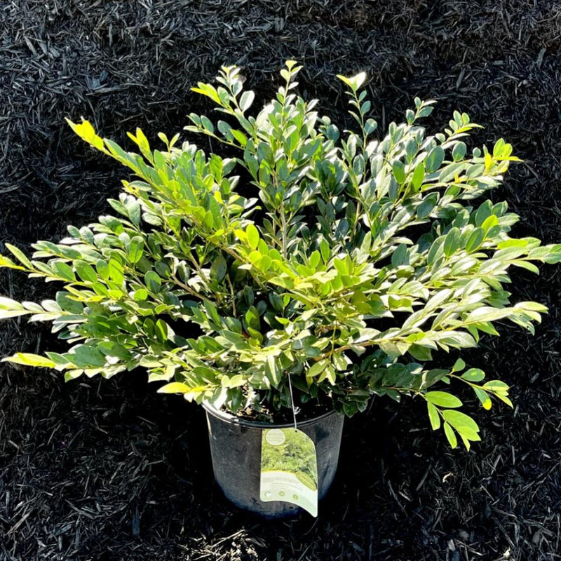 DISTYLIUM Emerald Heights #3