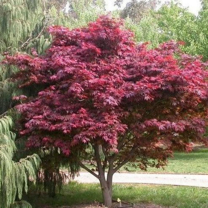 JAPANESE MAPLE Emperor #15