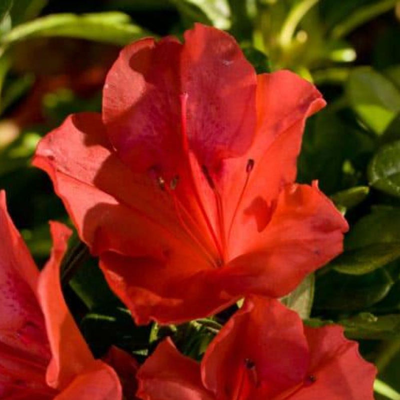 AZALEA Encore Autumn Sunset #3