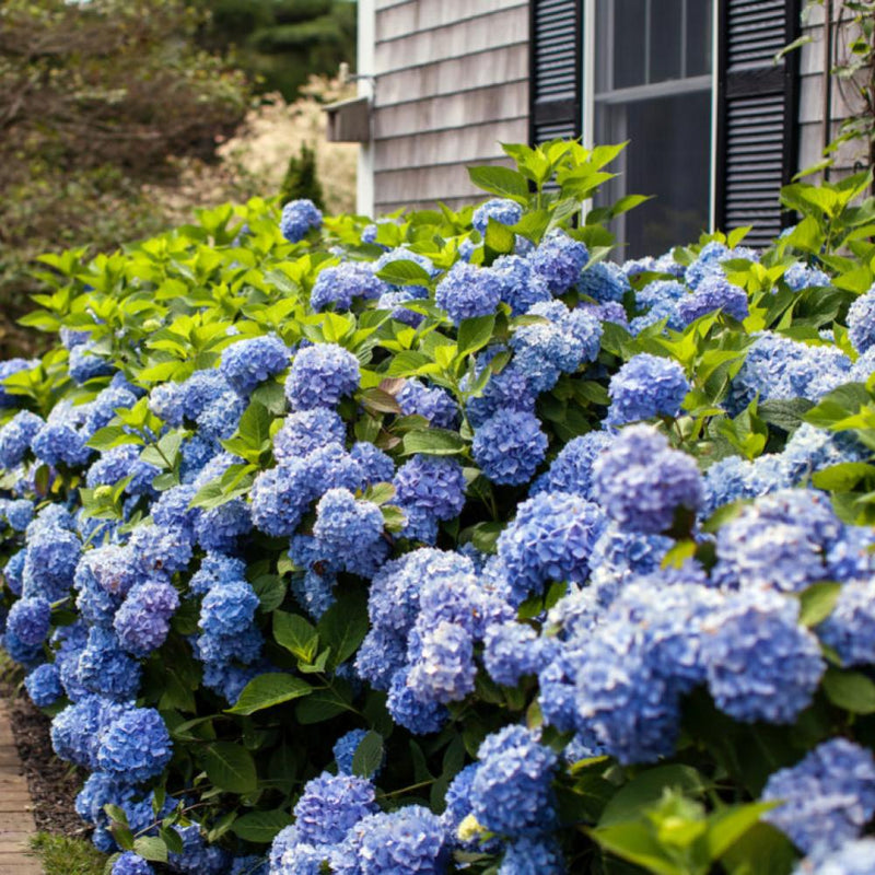 HYDRANGEA Endless Summer ES #3