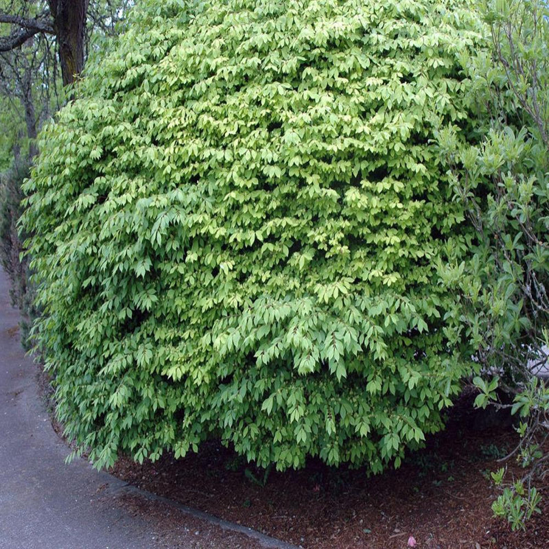 EUONYMUS alatus Compactus #3