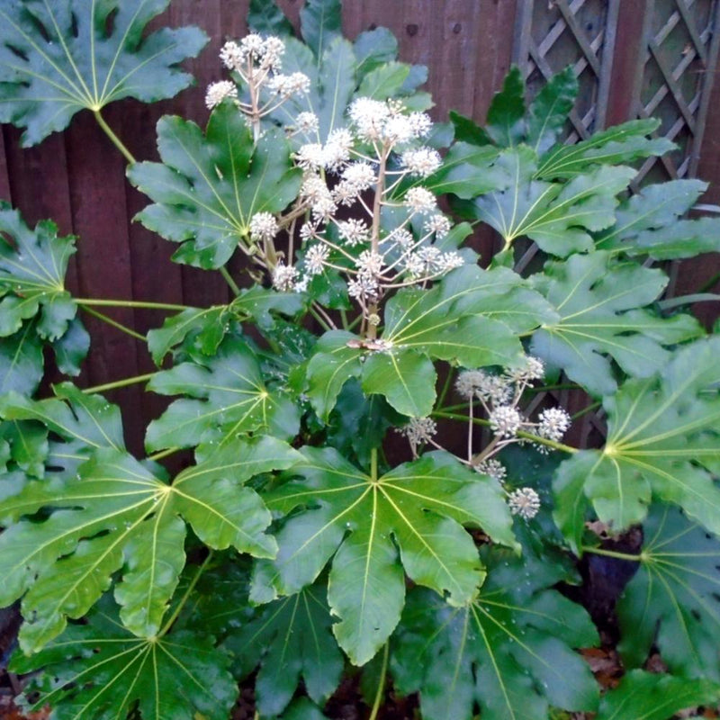 FATSIA japonica #1