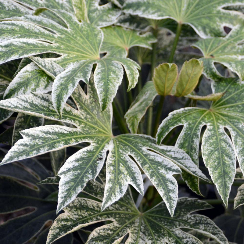 FATSIA Spiders Web #3