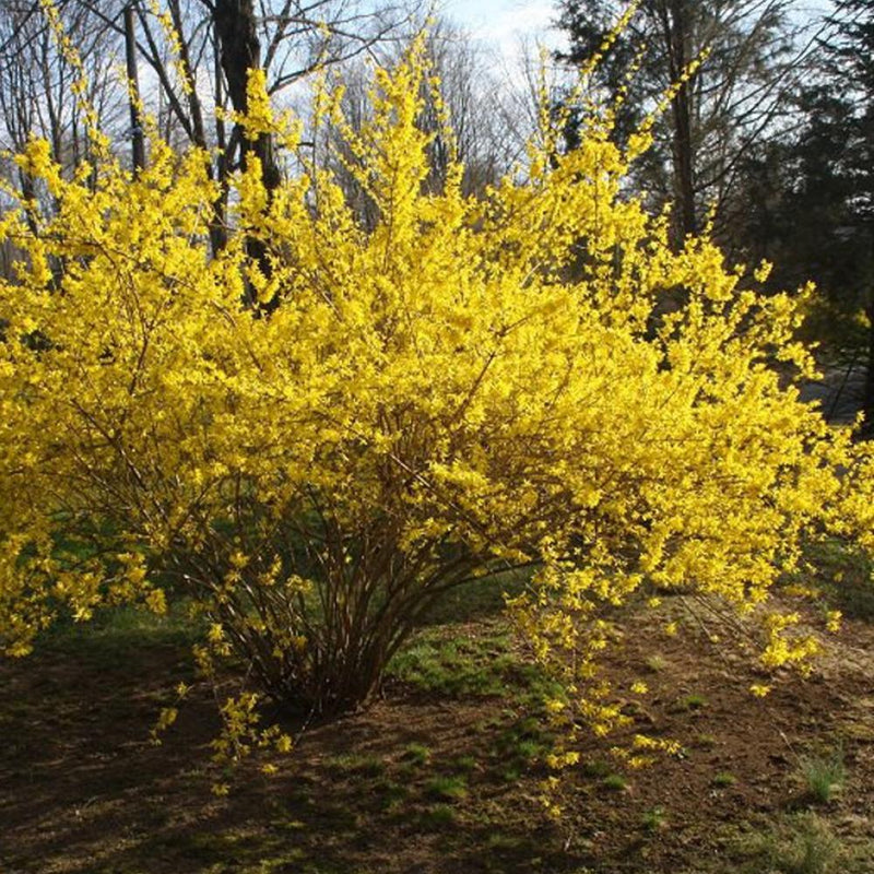 FORSYTHIA Lynwood #3