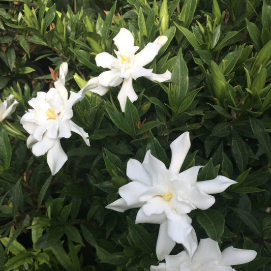 GARDENIA Frostproof #3