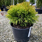 CRYPTOMERIA Globosa Nana #3