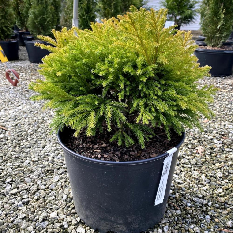 CRYPTOMERIA Globosa Nana #3 — Master Landscape Supply