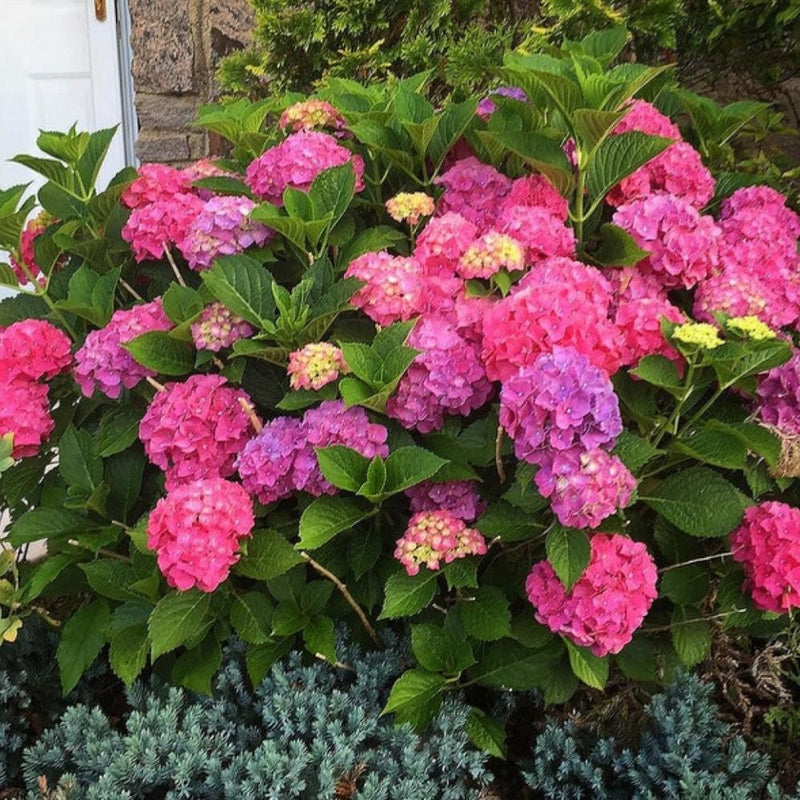 HYDRANGEA Glowing Embers #3