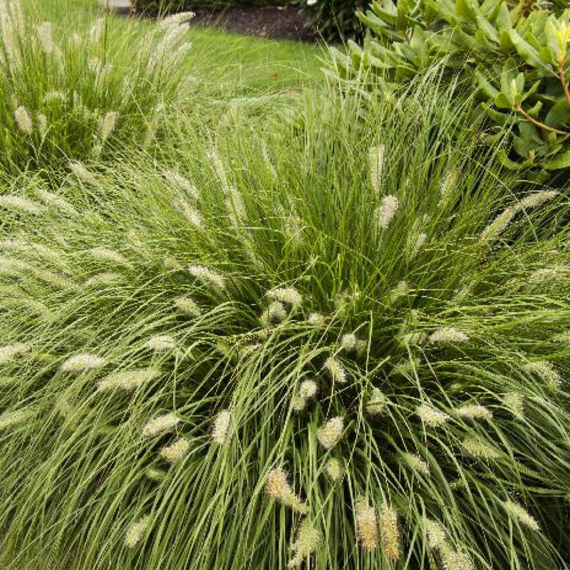 PENNISETUM Hameln Dwarf Fountain Grass #3