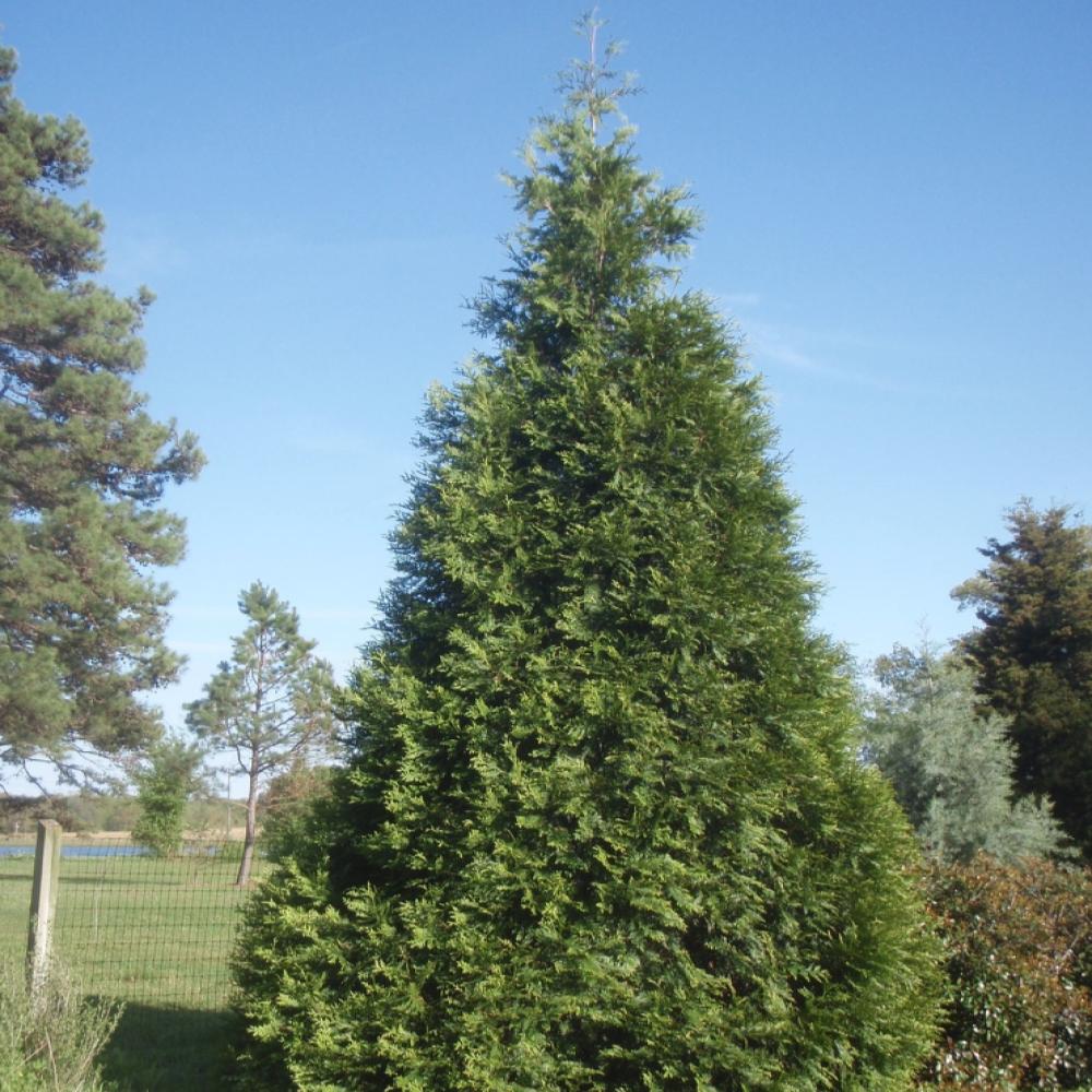 THUJA Green Giant 5 Gallon
