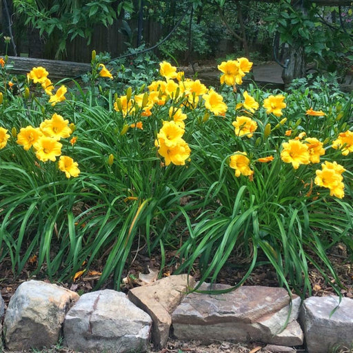 herbicide for daylilies Happy Returns Daylily