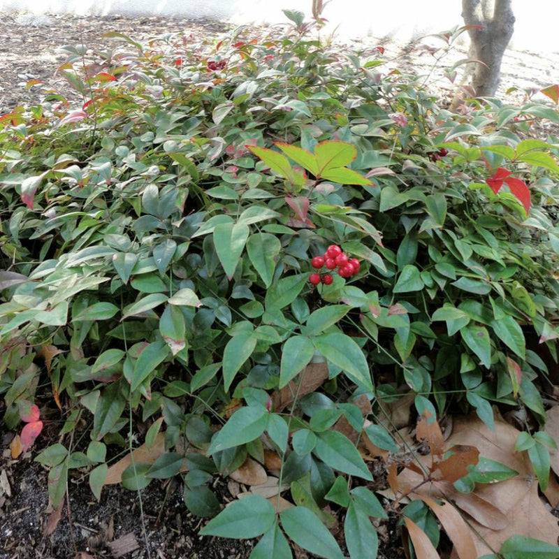 NANDINA Harbor Belle #3