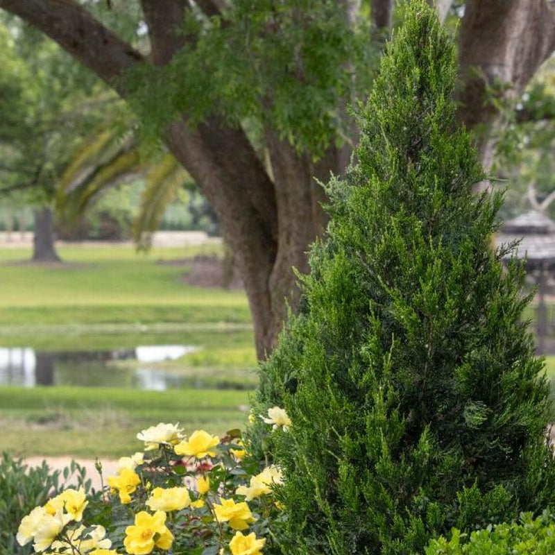 JUNIPER Hetzii Columnaris #3