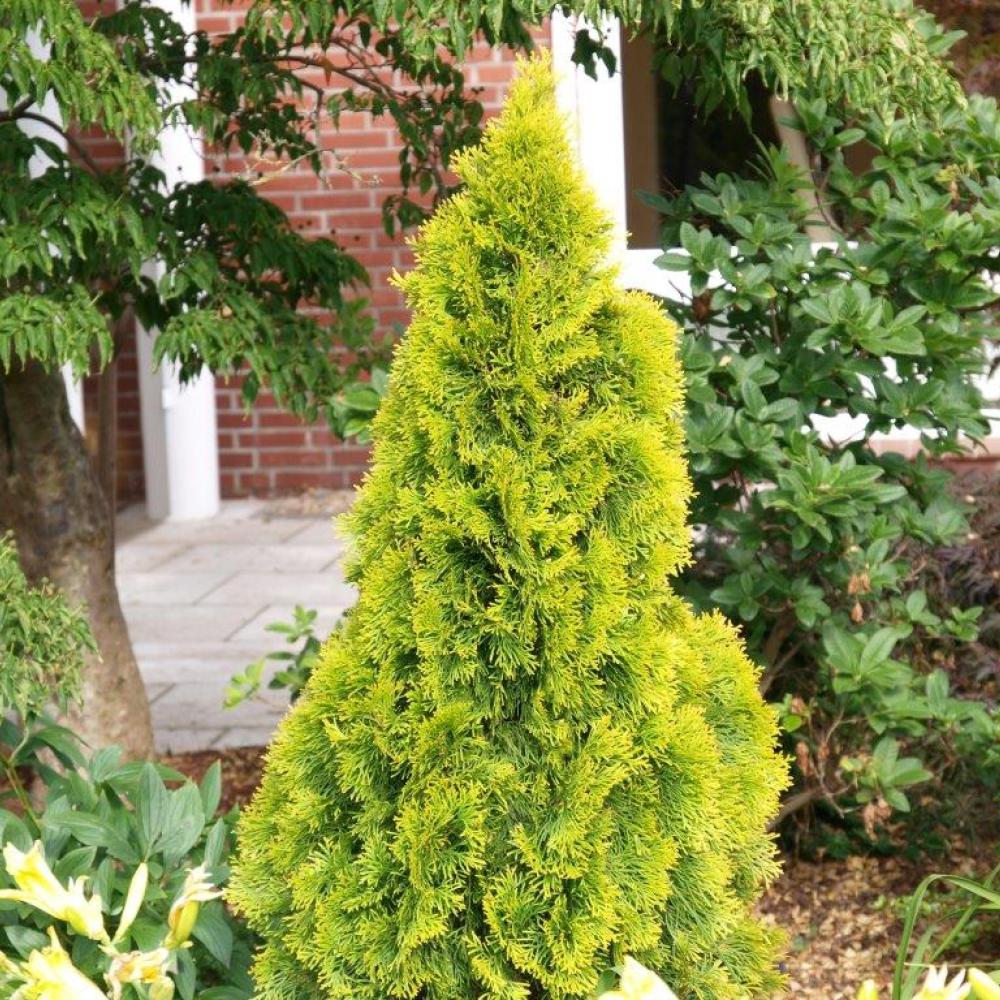 THUJA Highlights™ #3 — Master Landscape Supply