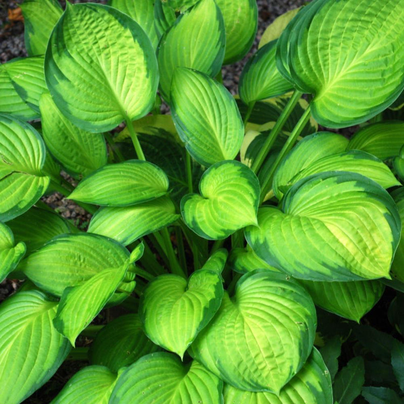 HOSTA Guacamole #1