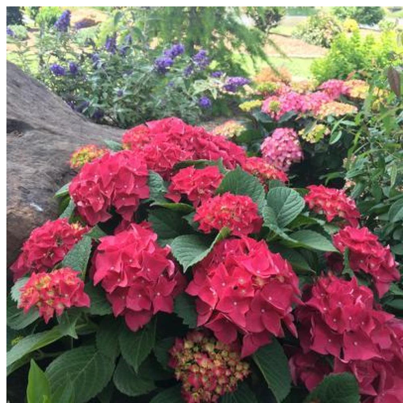 HYDRANGEA Fuchsia Glow #3