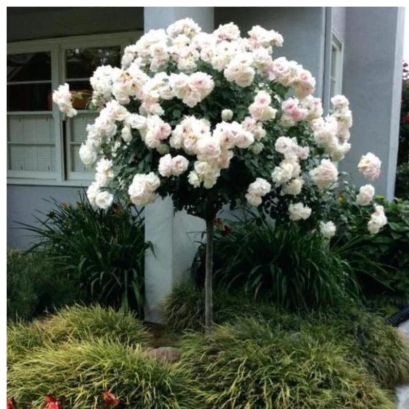 ROSE Iceberg #7 Treeform