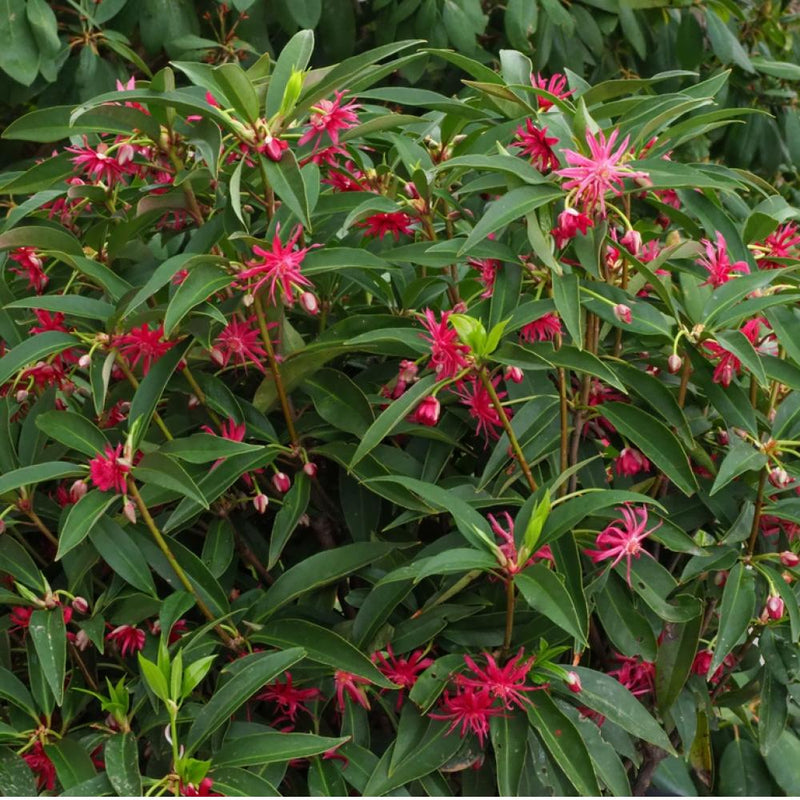 ILLICIUM Star Flower Scorpio #2