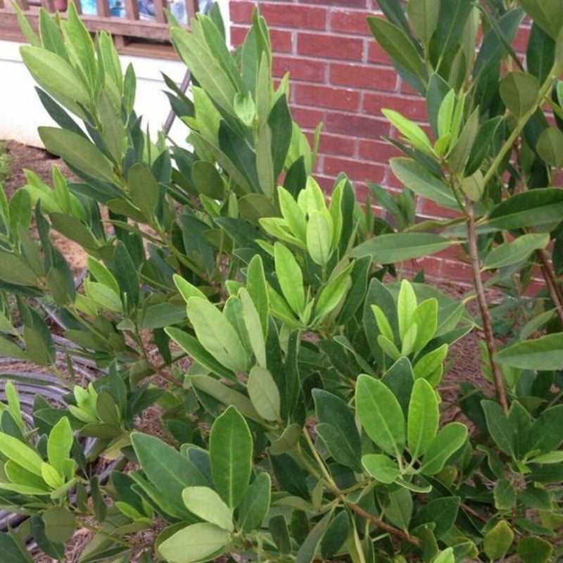 ILLICIUM parviflorum #3