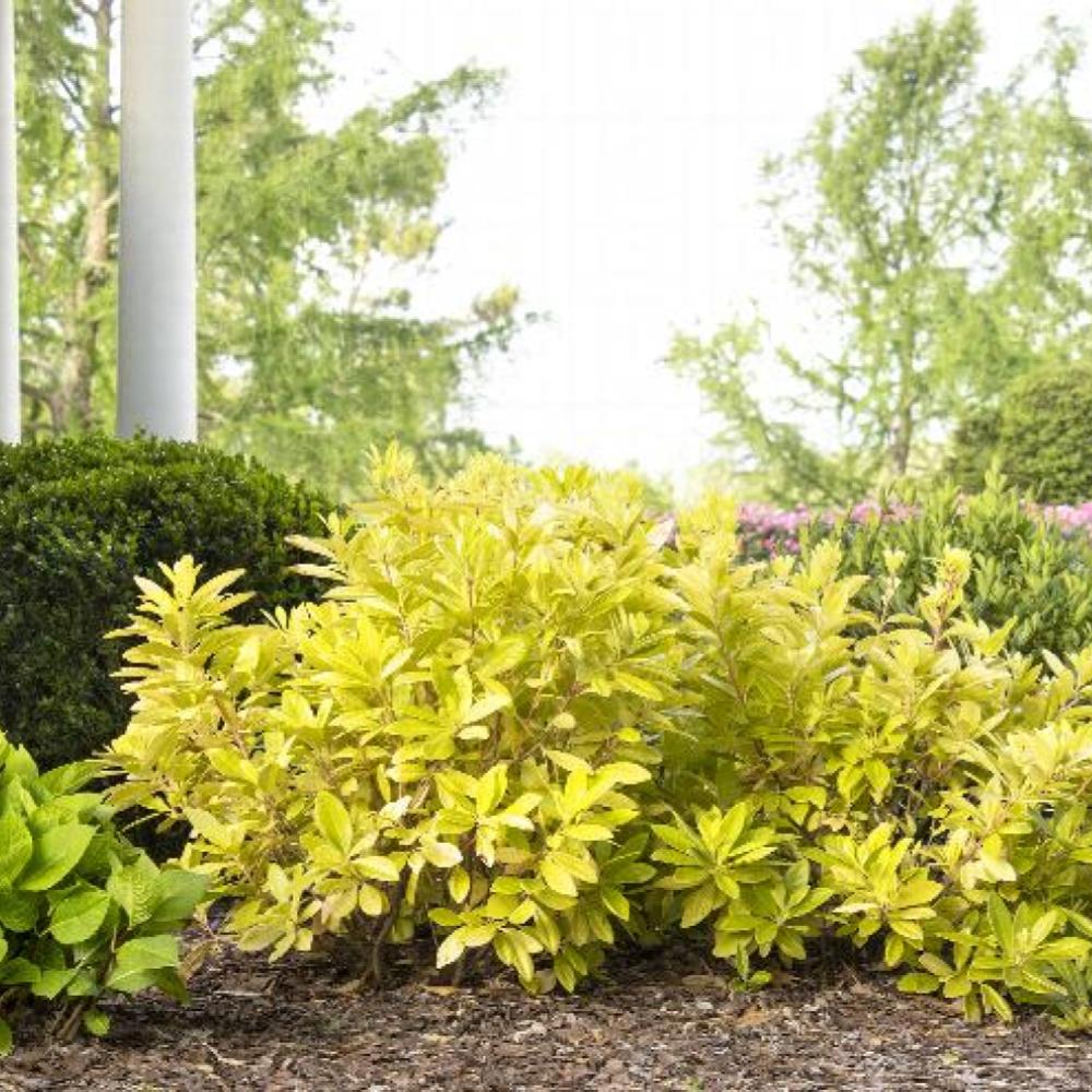 ILLICIUM Florida Sunshine #3 — Master Landscape Supply