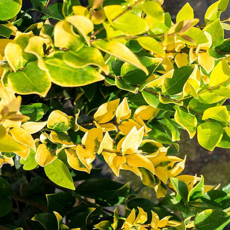 LIGUSTRUM jap. Variegatum #3