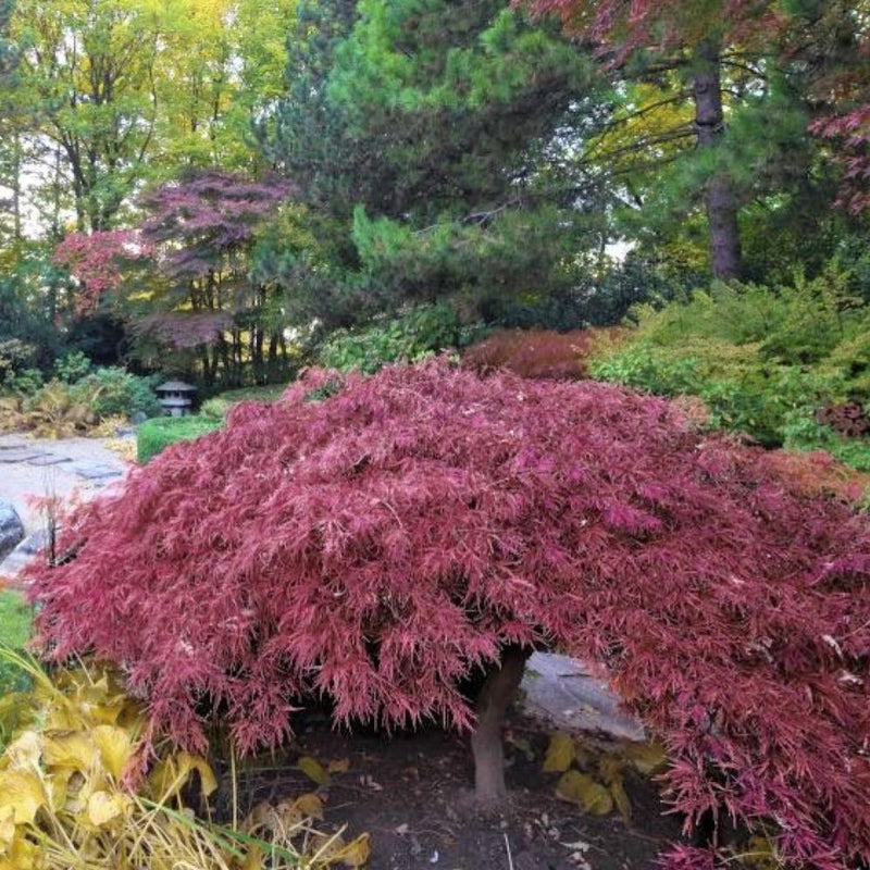 JAPANESE MAPLE Inaba Shidare #7