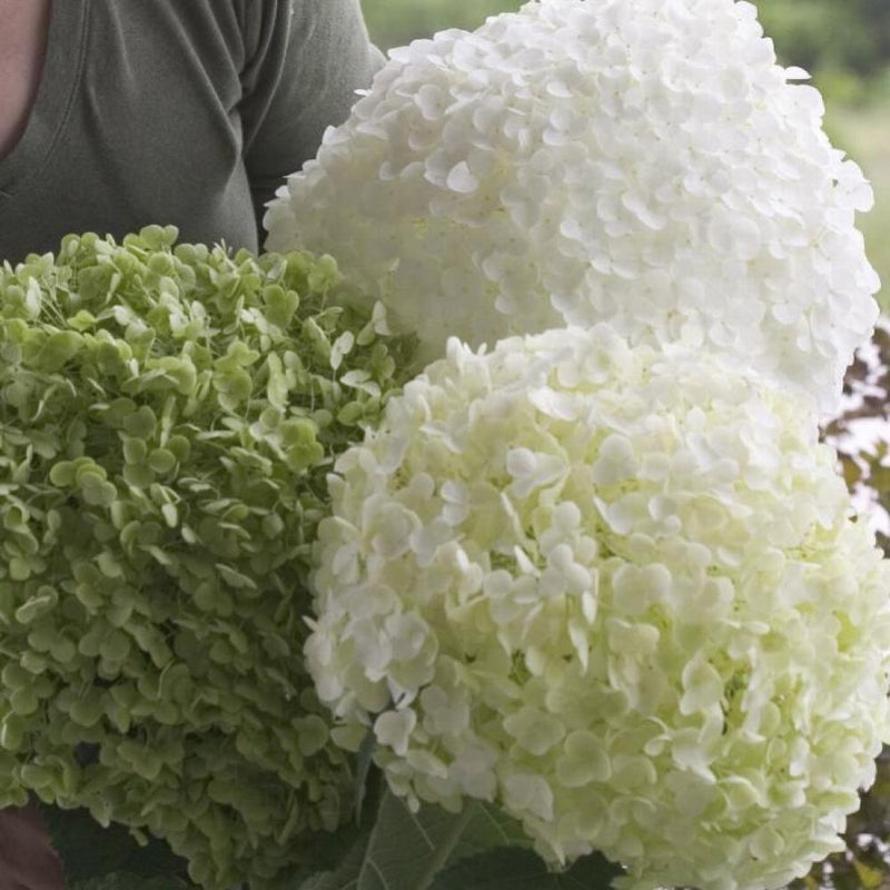 HYDRANGEA Incrediball #3