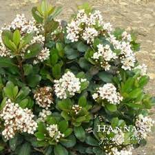 INDIAN HAWTHORN Snow White #3