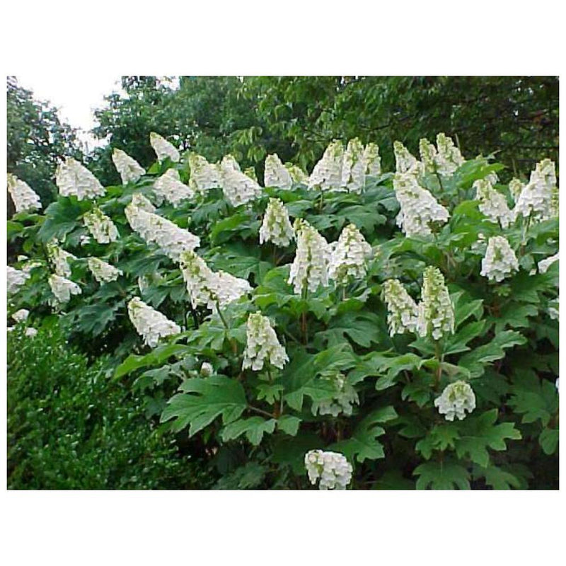 HYDRANGEA Jetstream FE #3