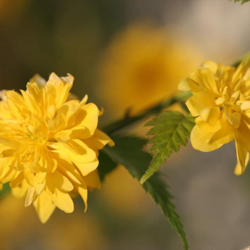 KERRIA Pleniflora #3