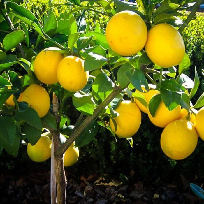 Meyer Lemon Tree #5