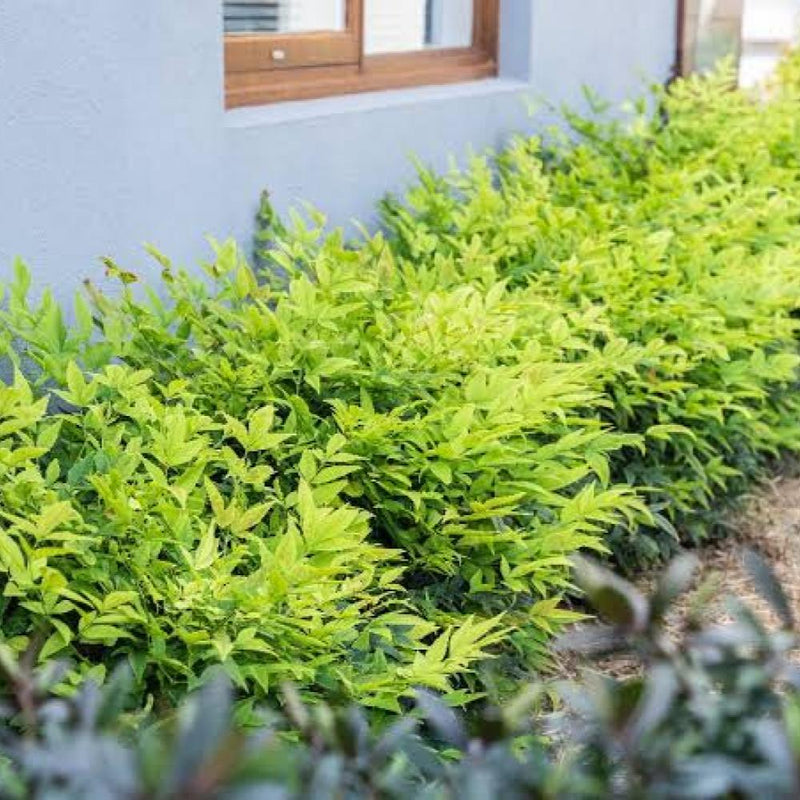 NANDINA Lemon Lime #3