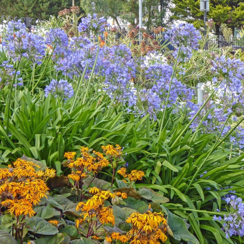 LILY OF THE NILE Blue #3