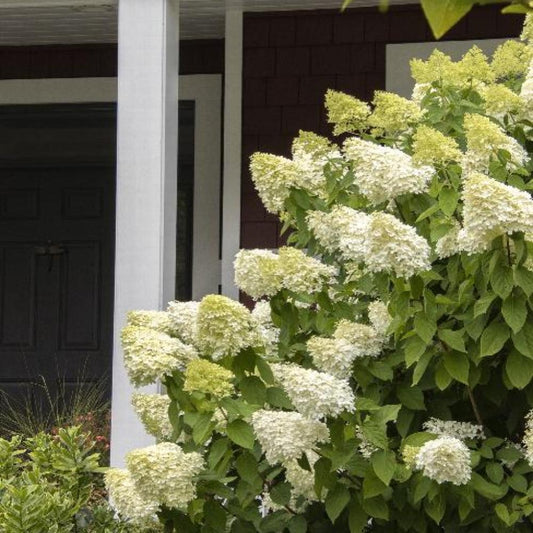 HYDRANGEA Limelight #3