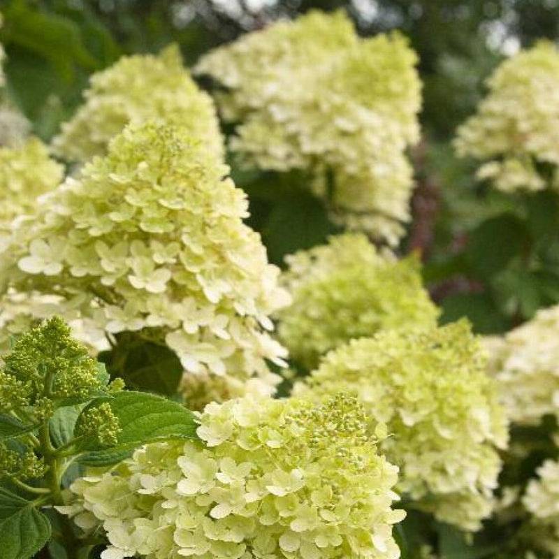 HYDRANGEA Limelight #7