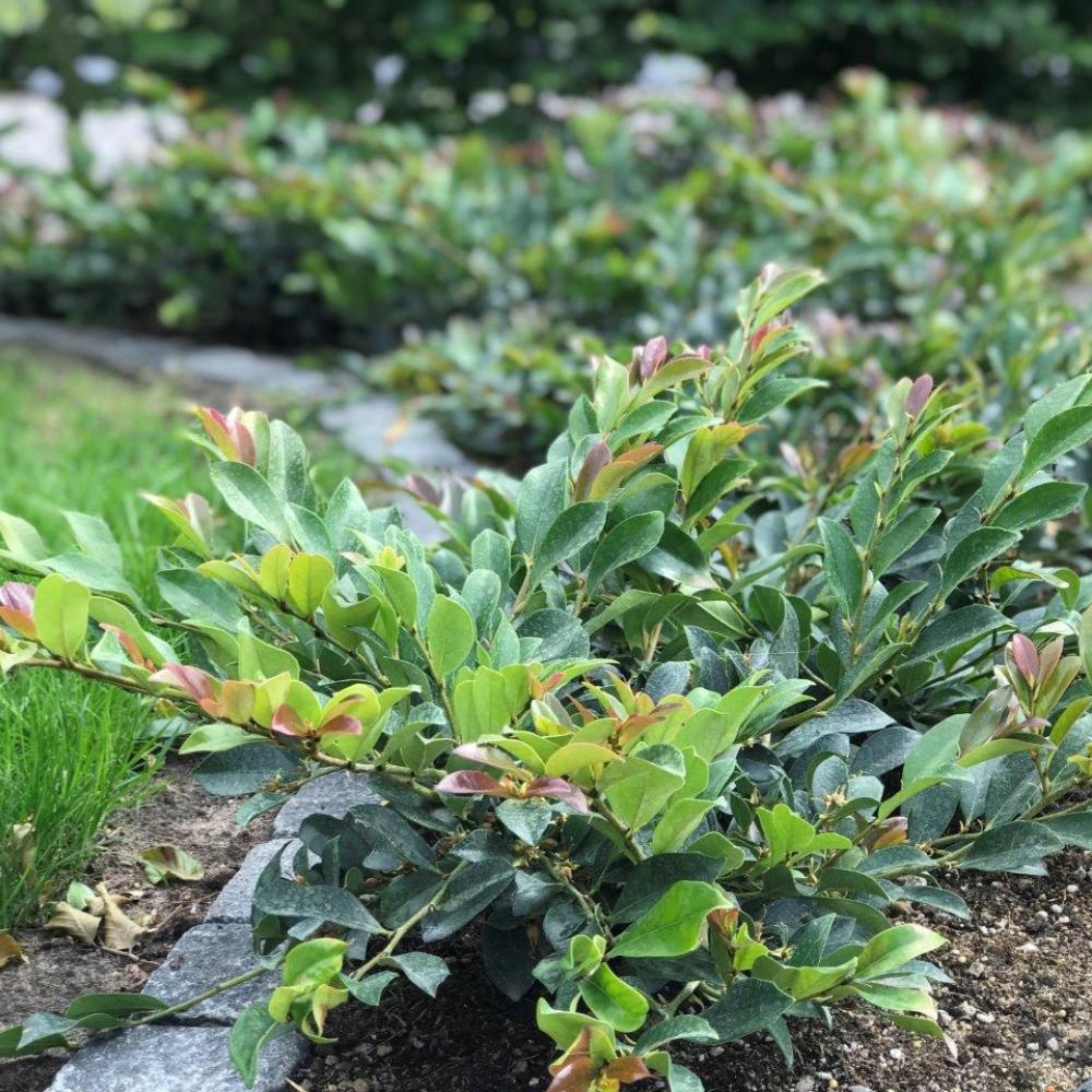 DISTYLIUM Linebacker FE #3 — Master Landscape Supply