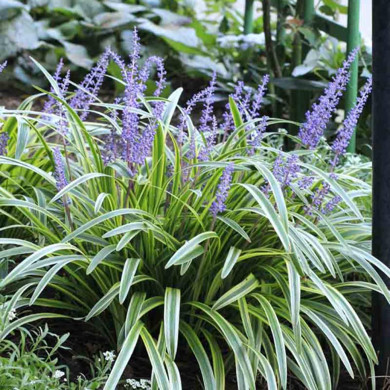 LIRIOPE Variegata Pint (18 Flat)