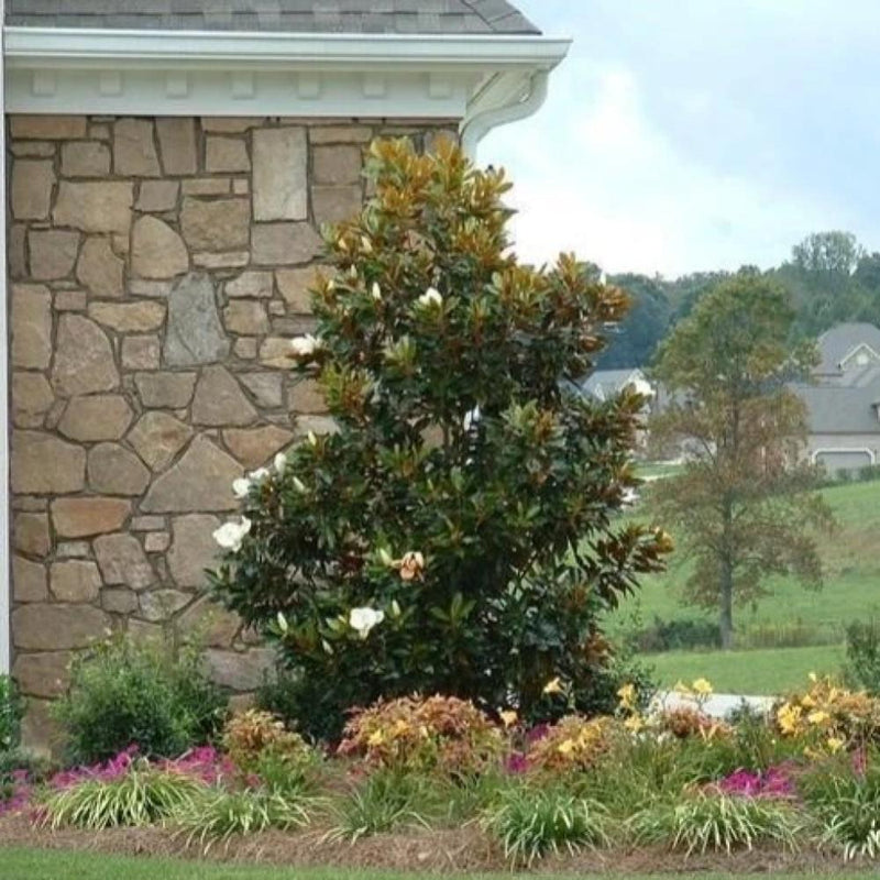 MAGNOLIA Little Gem #7