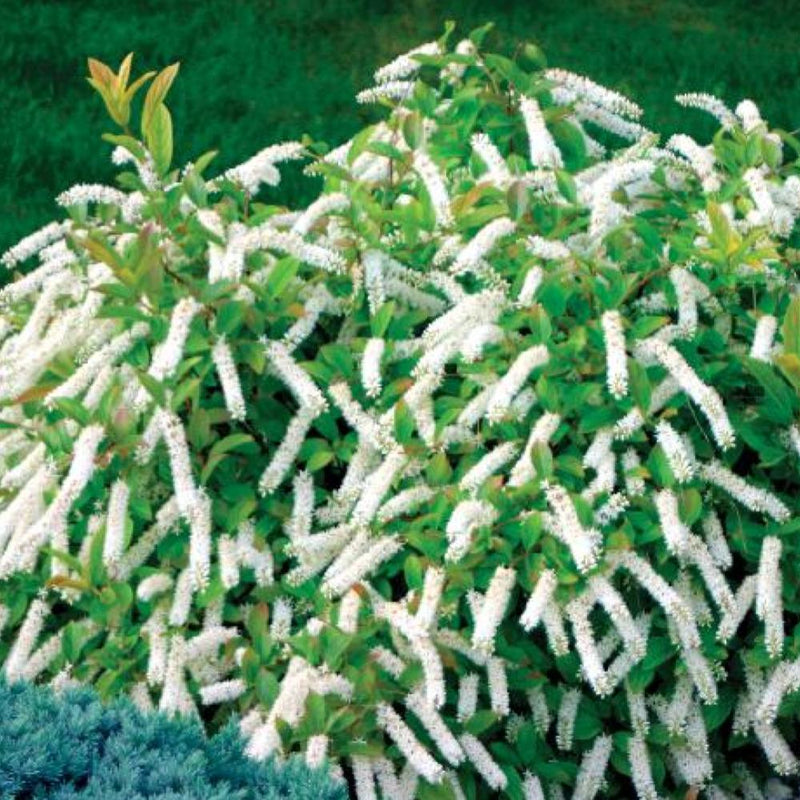 ITEA Little Henry #3