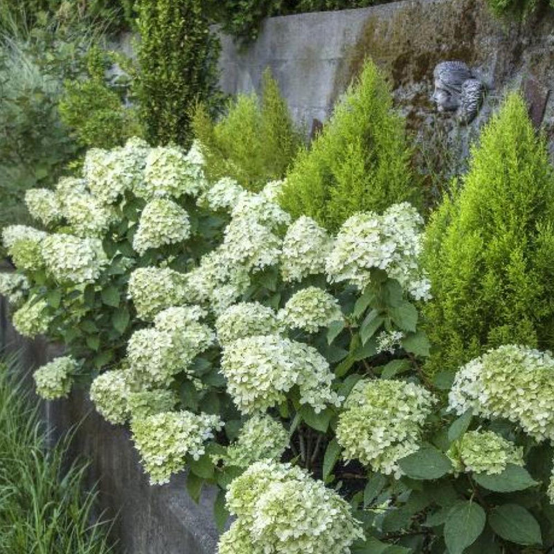 HYDRANGEA Little Lime #3