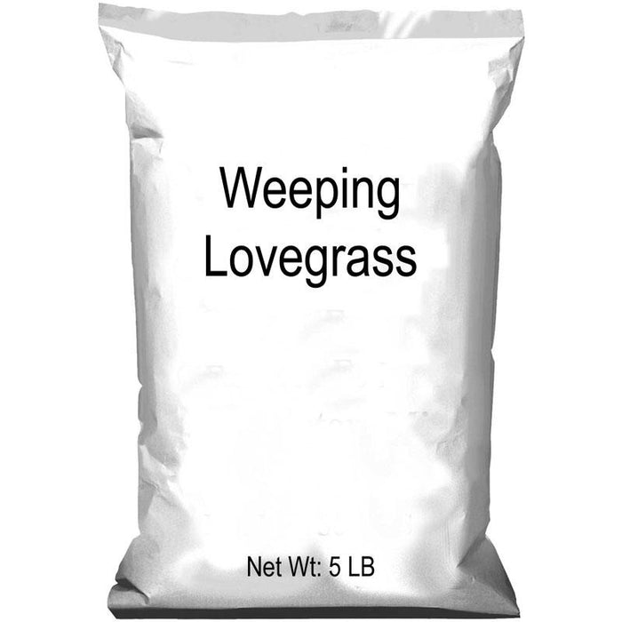 Weeping Lovegrass Seed - 5 lbs
